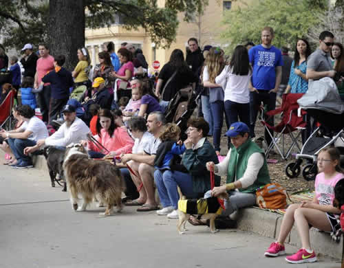 2015 Krewe of Mutts parade theme Marvelous Mutts Picture